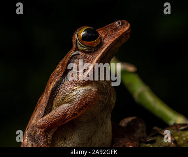 Birmano rana di mantecazione (Polypedates mutus) da Cúc Phương National Park, Ninh Bình Provincia, Vietnam. Foto Stock