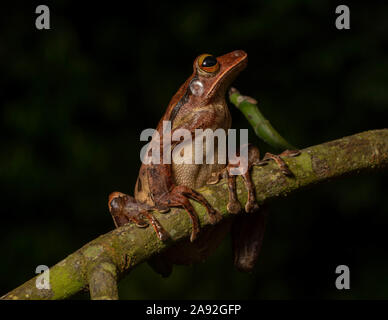 Birmano rana di mantecazione (Polypedates mutus) da Cúc Phương National Park, Ninh Bình Provincia, Vietnam. Foto Stock