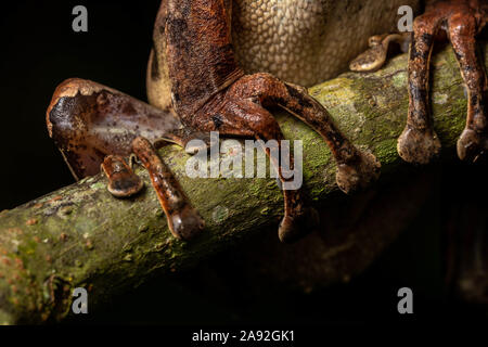 Birmano rana di mantecazione (Polypedates mutus) da Cúc Phương National Park, Ninh Bình Provincia, Vietnam. Foto Stock