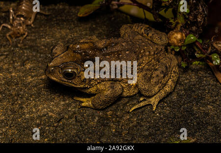 Comune di rospo asiatico (Duttaphrynus melanostictus) da Cúc Phương National Park, Ninh Bình Provincia, Vietnam. Foto Stock