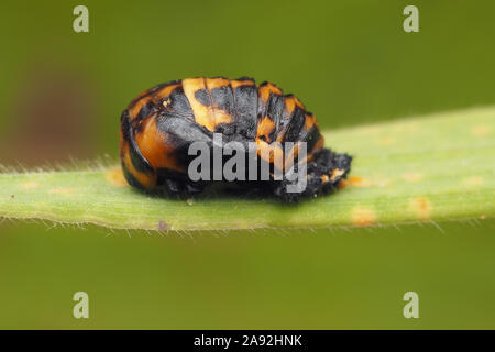 7-spot Ladybird pupa sulla lama dell'erba. Tipperary, Irlanda Foto Stock