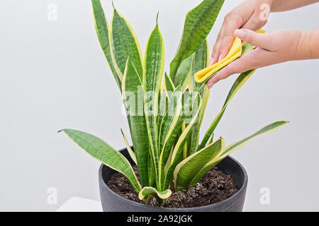 Mani femminili di foglie di pulizia di sansevieria pianta dalla polvere con spugna, householding di routine e di cura delle piante da interni concetto Foto Stock