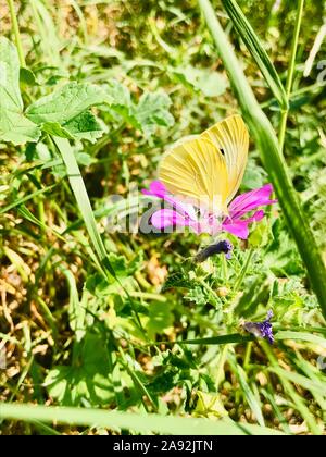 Bel colore giallo farfalla su un campo di fioritura. fioritura clover. Foto Stock