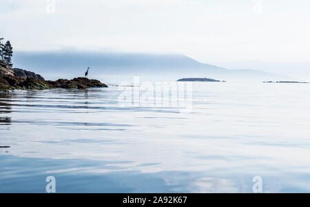 Un Airone blu caccia off Orcas Island in Rosario stretto, Washington, Stati Uniti d'America. Foto Stock