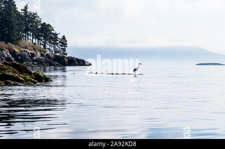 Un Airone blu la caccia su un grappolo di bull kelp off Orcas Island in Rosario stretto, Washington, Stati Uniti d'America. Foto Stock