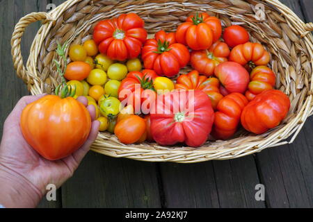 Raccolto di pomodoro, varietà di pomodori colorati Foto Stock