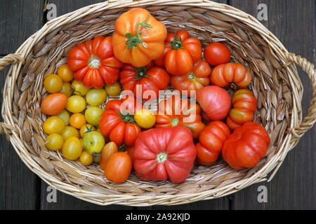 Raccolto di pomodoro, varietà di pomodori colorati Foto Stock