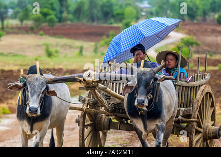 Giovane uomo e donna che cavalcano in un carro trainato da mucche con giogo; Yawngshwe, Shan state, Myanmar Foto Stock