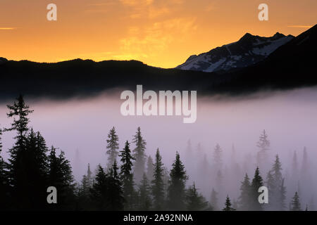 Morning Fog @ Alba lungo Snow River Kp Alaska Estate Chugach NF Foto Stock