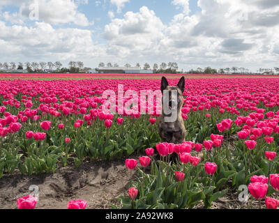 Dutch cane pastore su una lampadina campo nei pressi di Hillegom, Paesi Bassi Foto Stock