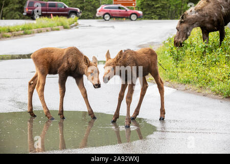 I vitelli gemellati dell'alce (Alces Alces) bevono ad una pozzanghera di strada nel parco nazionale e nella riserva di Denali. L'alce di mucca è dietro di loro così come il traffico sul Parco... Foto Stock