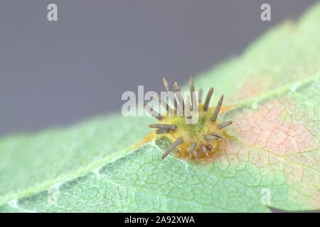 Gymnosporangium cornutum, una ruggine fungo chiamato il ginepro ruggine, che cresce su una foglia di Rowan, Sorbus aucuparia Foto Stock