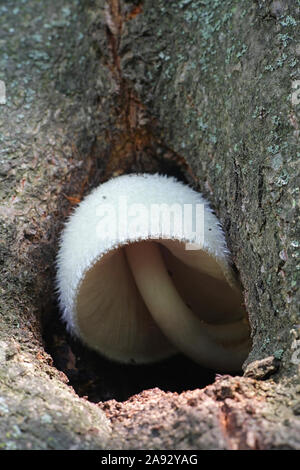 Volvariella bombycina, noto come la guaina setosa e vellutata rosegill, argento-seta fungo di paglia, o albero di funghi, funghi selvatici dalla Finlandia Foto Stock