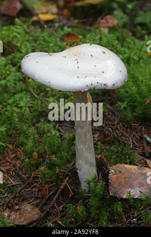 Amanita virosa, noto come angelo distruttore, un micidiale fungo velenoso dalla Finlandia Foto Stock