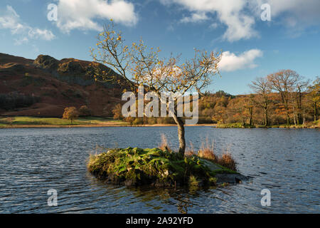 Lone Tree a Rydal acqua nel Parco Nazionale del Distretto dei Laghi Foto Stock