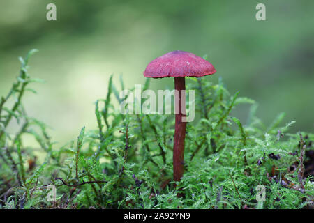 Cortinarius sanguineus, noto come il rosso sangue webcap di funghi selvatici dalla Finlandia Foto Stock