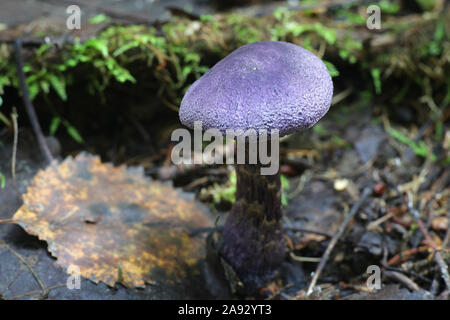 Cortinarius tendente al violaceo, noto come webcap viola o violetto cort, wild mushroon dalla Finlandia Foto Stock