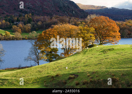 Soleggiato alberi autunnali sulle sponde del lago a Grasmere nel Parco Nazionale del Distretto dei Laghi. Foto Stock