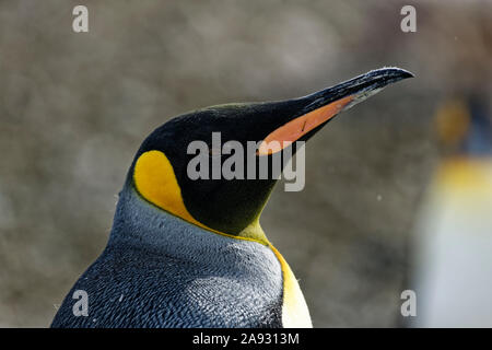 Pinguino reale (Aptenodytes patagonicus), close up ritratto, St Andrews Bay, Georgia del Sud