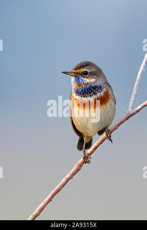 Blaukehlchen, Pettazzurro, Luscinia svecica, Luscinia svecicus, Foto Stock