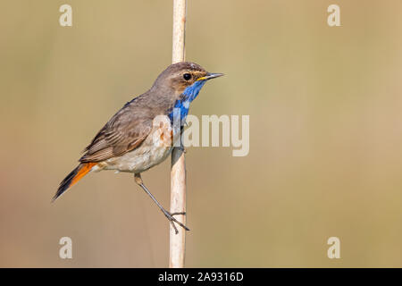 Blaukehlchen, Pettazzurro, Luscinia svecica, Luscinia svecicus, Foto Stock