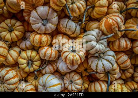 Pila di multicolor mini zucche con strisce e steli guardando verso il basso ingrandimento Foto Stock