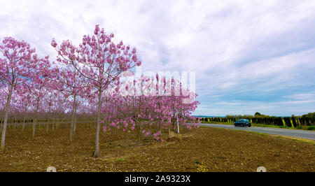 Impressionante la piantagione di Paulownia sul lato della strada vicino alla città di Campos in Mallorca Foto Stock