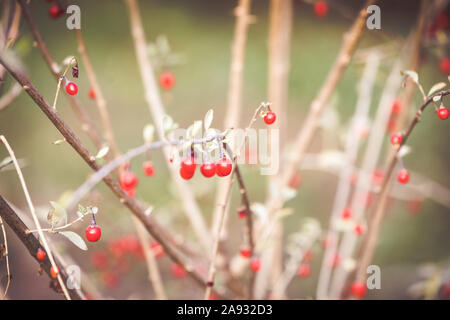 Bacche di goji rosso sul ramo Foto Stock