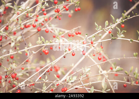 Bacche di goji rosso sul ramo Foto Stock