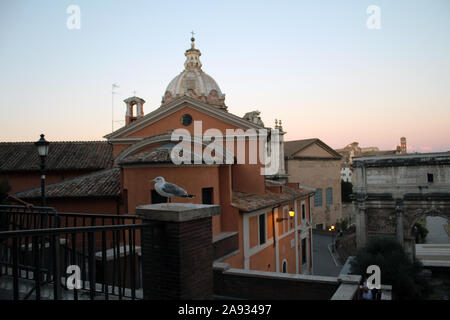 Seagull Camere che si affacciano su Roma (Birds Eye View) Foto Stock