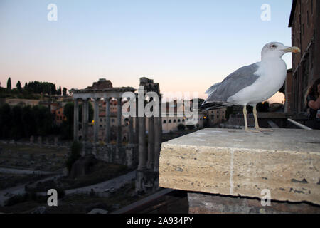 Seagull Camere che si affacciano su Roma (Birds Eye View) Foto Stock