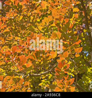 Il sangue di faggio, Fagus sylvatica, in primavera Foto Stock