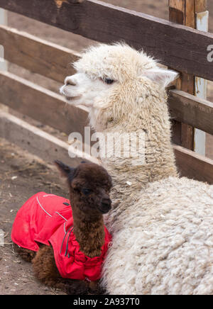 Vicino la foto di un adorabile carino marrone morbidi ricci baby alpaca in rosso coat con big black occhi intelligenti e la sua grande madre bianca. Piccolo vitello di alpac Foto Stock