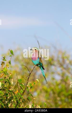 Bird si appollaia su ramoscello Foto Stock