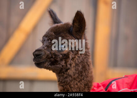 Vicino la foto di un adorabile carino marrone morbidi ricci baby alpaca in rosso coat con big black occhi intelligente. Piccolo vitello di alpaca, Vicugna pacos Foto Stock