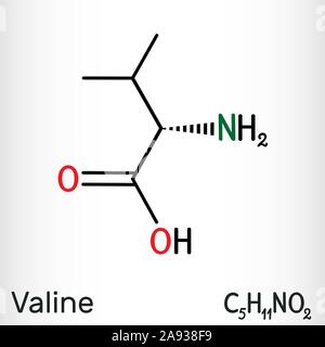 Valina, Val molecola, è -ammino acido . Esso viene utilizzato nella biosintesi delle proteine. Formula chimica di struttura. Illustrazione Vettoriale Illustrazione Vettoriale
