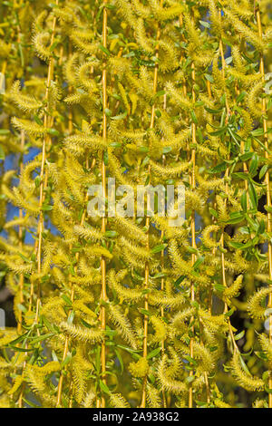 Fiori maschili del salice piangente, Salix babylonica Foto Stock