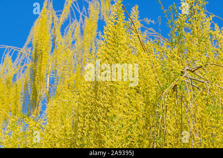Fiori maschili del salice piangente, Salix babylonica Foto Stock