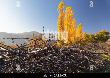 Raccolti in un mazzetto di sottobosco sullo sfondo di autunno pioppi Foto Stock