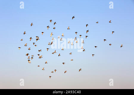 Piccioni che volano intorno al minareto di una moschea a Rafah, nella striscia meridionale di Gaza. Foto Di Abed Rahim Khatib/Alamy Foto Stock