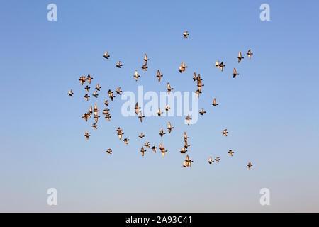 Piccioni che volano intorno al minareto di una moschea a Rafah, nella striscia meridionale di Gaza. Foto Di Abed Rahim Khatib/Alamy Foto Stock