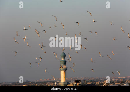 Piccioni che volano intorno al minareto di una moschea a Rafah, nella striscia meridionale di Gaza. Foto Di Abed Rahim Khatib/Alamy Foto Stock