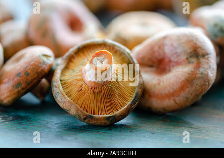 Abete rosso fresco Milkcap funghi su un tavolo di legno Foto Stock
