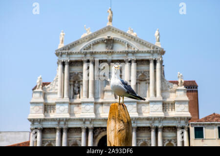 Un gabbiano con l'esterno di Santa Maria di Nazareth Chiesa, noto anche come chiesa degli Scalzi, in background, a Venezia, Italia. Foto Stock