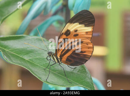 Harmonia tiger-wing butterfly (Tithorea harmonia), Mindo, Ecuador Foto Stock