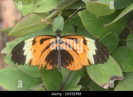 Harmonia tiger-wing butterfly (Tithorea harmonia), Mindo, Ecuador Foto Stock