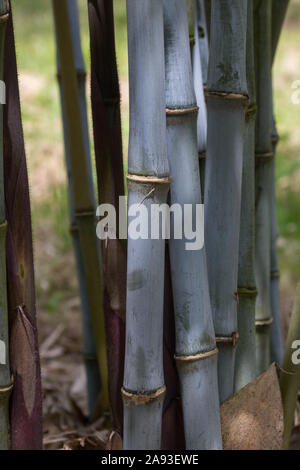 Canne di bambù immagini e fotografie stock ad alta risoluzione - Alamy