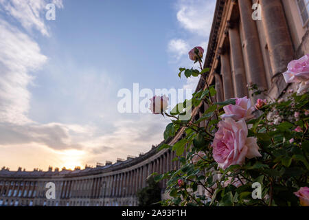 Impianto di Rose in Royal Crescent, una fila di 30 case a schiera, bagno, Somerset, Inghilterra, Regno Unito Foto Stock