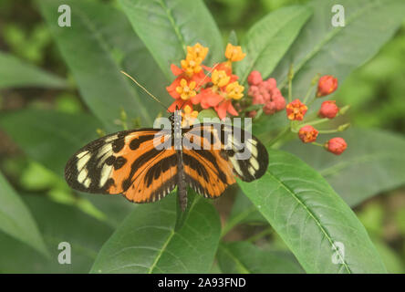 Farfalla monarca (Danaus plexippus) bere il nettare, Mindo, Ecuador Foto Stock