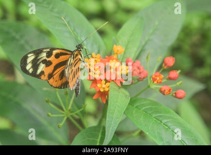 Farfalla monarca (Danaus plexippus) bere il nettare, Mindo, Ecuador Foto Stock